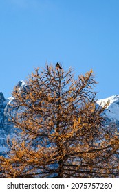 Vogel auf einer braunen Lärche im Winter mit Schnee und Bergen
