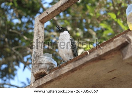 A bird is perched on a tree