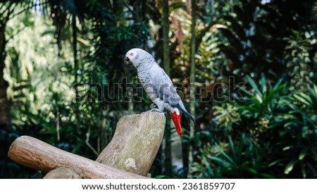 a bird perched on a tree branch with beautiful feathers, The grey parrot (Psittacus erithacus), also known as the Congo grey parrot, Congo African grey parrot or African grey parrot,