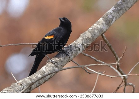 Bird perched on tree branch, gaze averted