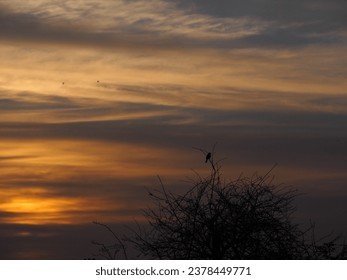 Bird perched on a tree while sunset