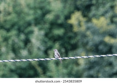 Bird Perched on a Wire with Green Background - Powered by Shutterstock