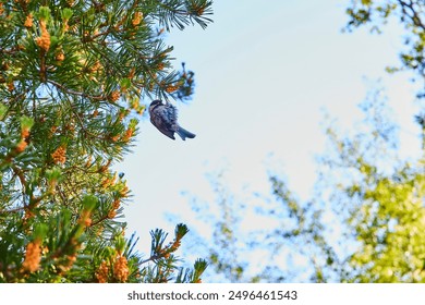 Bird Perched in Pine Tree Canopy Upward View - Powered by Shutterstock