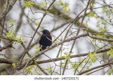 Bird perched in a tree