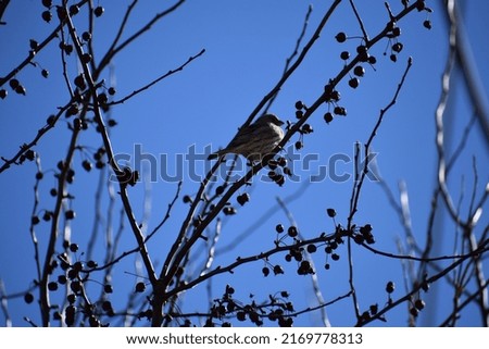 Similar – Image, Stock Photo No.x6b Bird+branch+beautiful weather….