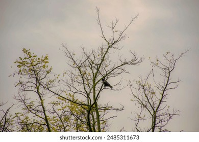 A bird perches on the bare branches of an autumn tree, which still holds a few remaining leaves. The contrast between the sparse foliage and the bird highlights the tranquil beauty of fall. - Powered by Shutterstock