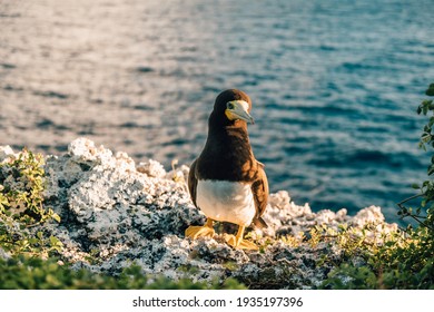 Bird Perches On Cayman Brac Bluff