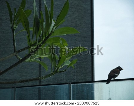 Similar – Foto Bild Gelassener Vogel auf einem Beerenzweig im Winter