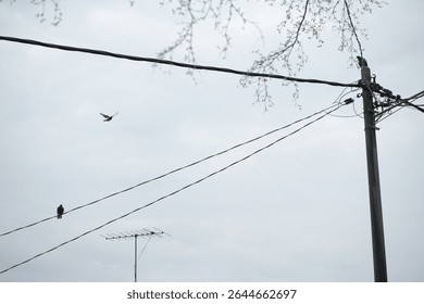 A bird perches on a power line under an overcast sky with a distant bird in flight and an antenna.