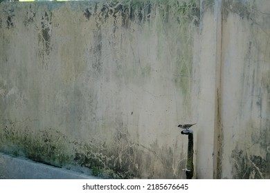 A Bird Perches On A Water Faucet With A Brown Wall Background Part Two