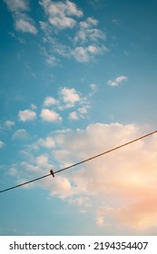 A Bird Perching On A Powerline In Background Of Evening Sky