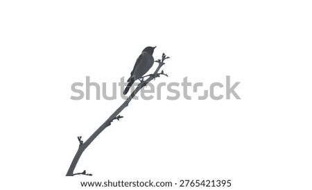 Bird perching on a thin leafless tree branch against a minimalist white sky background with soft high key lighting isolated on a transparent white background png file.