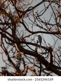 A bird perching on a tree branch