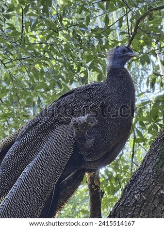 Bird Phasianidae Beak Galliformes Tree Terrestrial animal
