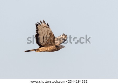 Similar – Awesome bird of prey in flight