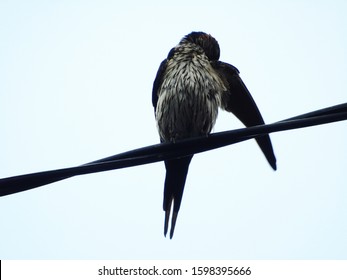 Bird Photos Perched On Wires, Animal Theme Photos Against The Sky.       