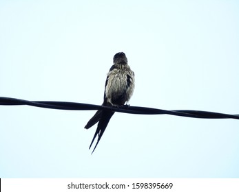 Bird Photos Perched On Wires, Animal Theme Photos Against The Sky.       