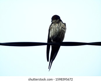 Bird Photos Perched On Wires, Animal Theme Photos Against The Sky.       