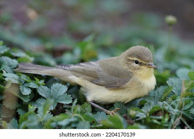 Bird Phylloscopus Trochilus ( Fitis)