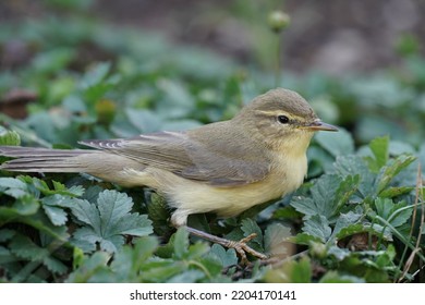 Bird Phylloscopus Trochilus ( Fitis)