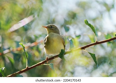 Bird Phylloscopus Trochilus ( Fitis)