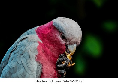 A bird with a pink and gray head is eating a piece of food. The bird is eating a piece of fruit, and it is enjoying the snack - Powered by Shutterstock