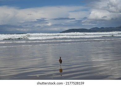 Bird At Pismo Beach, CA