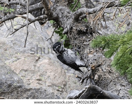 Bird Plant Beak Galliformes Bedrock Terrestrial animal
