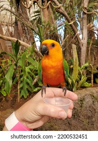 Bird Plant Beak Parrot Tree Terrestrial Plant