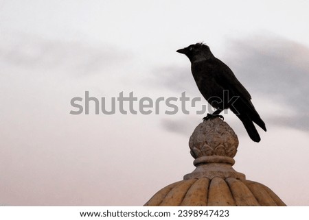 A bird with a pointed beak is perched on a carved stone ball.