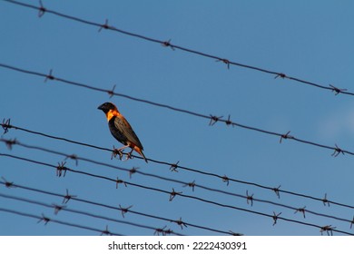 Bird Poised On A Barbed Wire Fence.