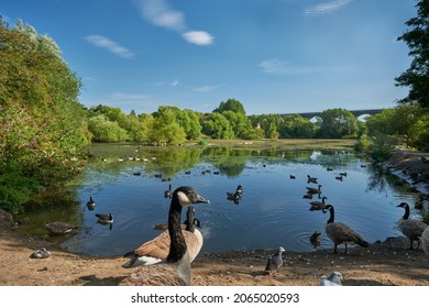 Bird pond in the Reddish vale country park. Manchester, England, UK. - Shutterstock ID 2065020593