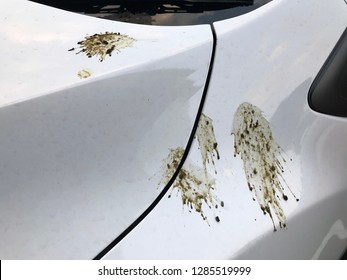 bird poop on car and dirty.