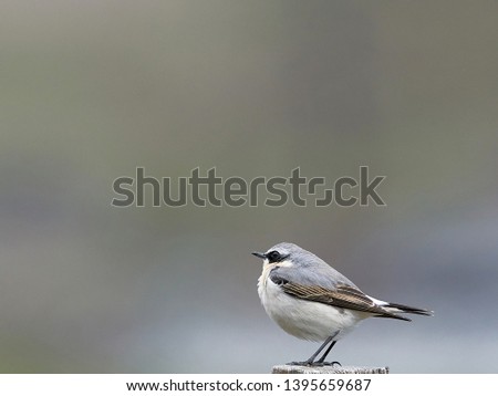 Similar – Image, Stock Photo Wagtail on rocks Nature