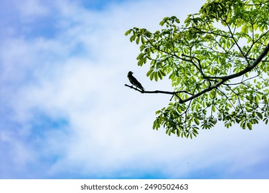 Bird posing in a branch of tree