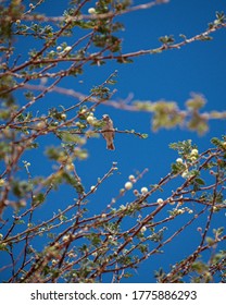 A bird posing for the camera.