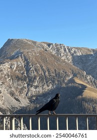 Bird posing with mountains in the background