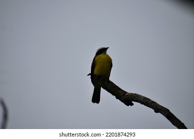 bird posing on tree branch