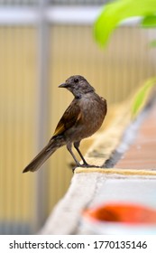 
bird posing in the window