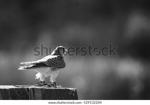 Bird Pray Shot Outside Stock Photo Edit Now 529132204