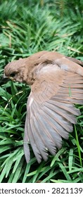 the bird is preparing to fly