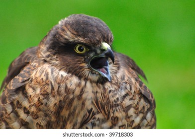 bird of prey