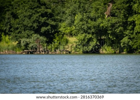 Bird of prey angles back toward the trees after a successful catch. Low flight and alert posture show focus. Water and forest shape a balanced dynamic composition.