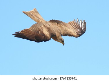 Bird Of Prey Black Kite In Flight Declining, Top View.