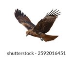 Bird of prey Black kite flying isolated on white background with clipping path.