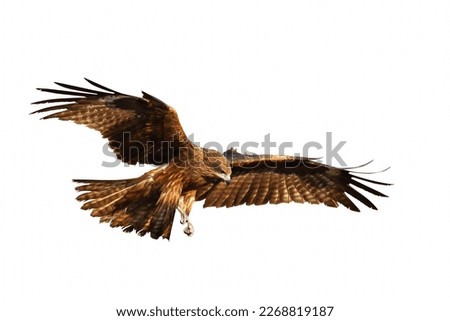 Bird of prey Black kite (Milvus migrans) flying isolated on a white background.