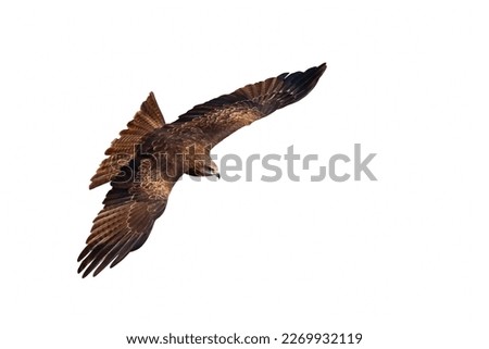 Similar – Awesome bird of prey in flight