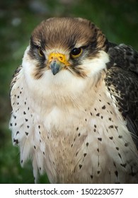 bird of prey close up