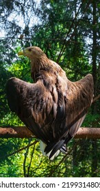 Bird Of Prey Common Buzzard From The Hawk Family Sits On A Branch Spreading Its Wings Close-up. Bird Watching