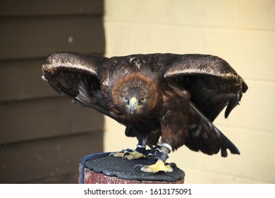 A Bird Of Prey Doing The Death Stare, Ready To Try And Take Off